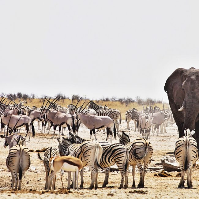 Safari-in-Tanzania
