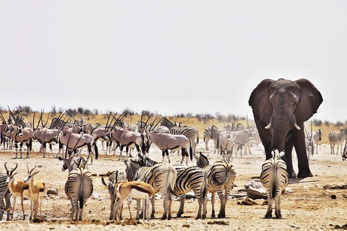 Safari-in-Tanzania