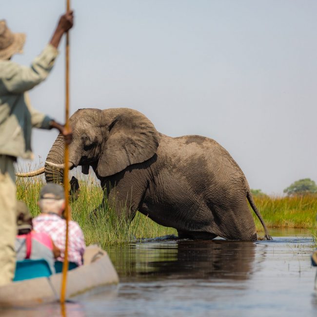 Botswana-Elefante-Chobe-National-Park