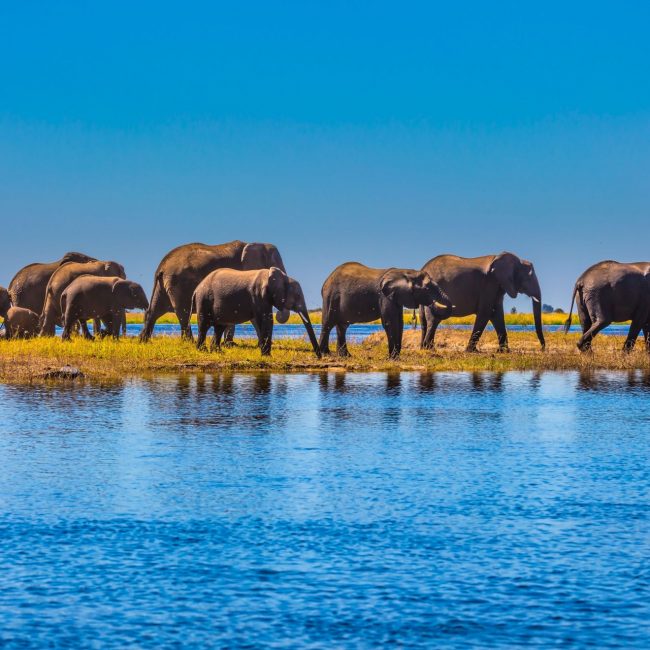 Safari-in-Botswana
